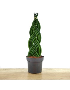 Sansevieria Moonshine (pot 12 cm Ø)
