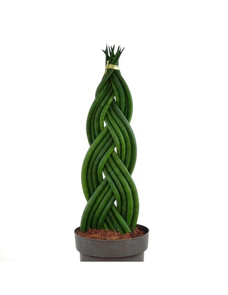 Sansevieria Moonshine (pot 12 cm Ø)