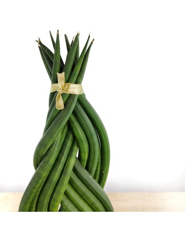 Sansevieria trenzada (maceta 17 cm Ø) ejemplar único