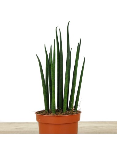 Sansiviera Mikado (cilíndrico) verde