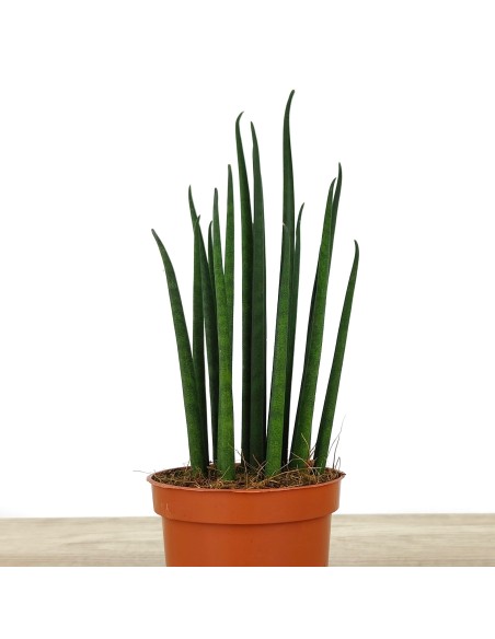 Sansiviera Mikado (cilíndrico) verde
