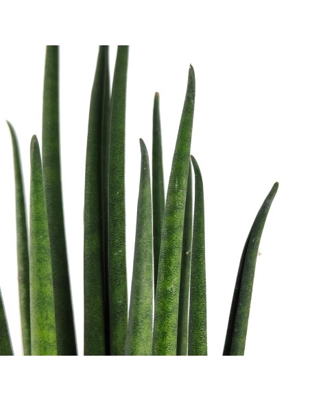 Sansevèria Mikado (cilíndrica) verda