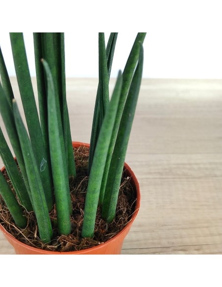 Sansiviera Mikado (cilíndrico) verde