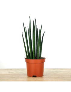 Sanseviera Mikado (cylindrique) vert
