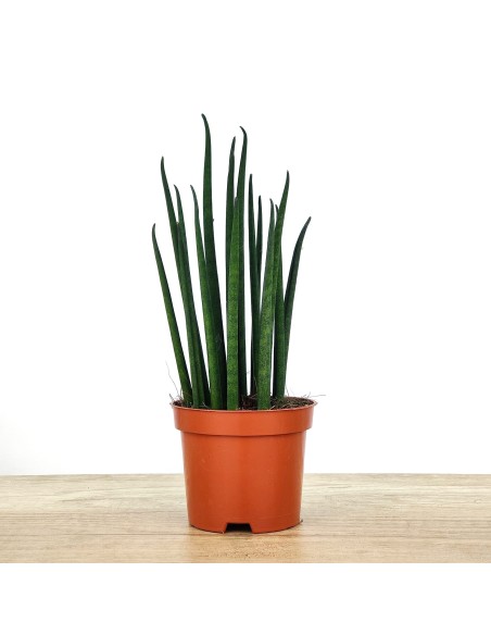 Sansevèria Mikado (cilíndrica) verda