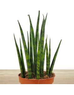 Sanseviera fernwood Mikado (cylindrique) bringé 2