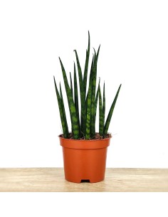 Sanseviera fernwood Mikado (cylindrique) bringé