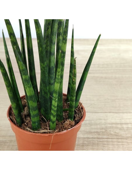 Sansiviera fernwood Mikado (cilíndrico) tigrado