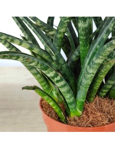 Sansiviera trifasciata Megan (vaso 10,5 cm Ø) 2