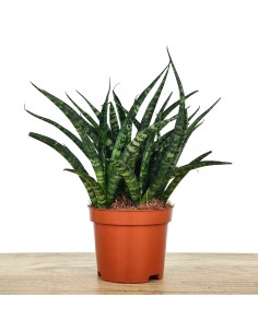 Sansevèria trifasciata Megan (test 10,5 cm Ø)