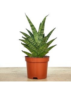 Sansiviera trifasciata Megan (vaso 10,5 cm Ø)