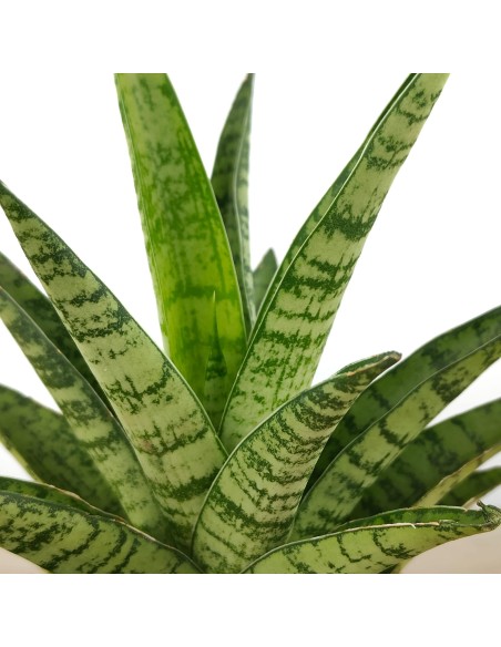 Sansevèria trifasciata Megan (test 10,5 cm Ø)