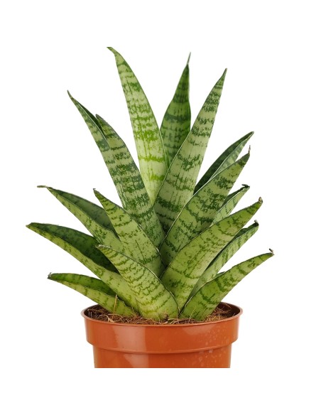 Sanseviera cylindrica Tough Lady (maceta 9 cm Ø)