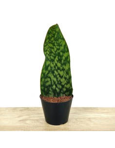Sanseviera trifasciata Megan (pot 10,5 cm Ø)