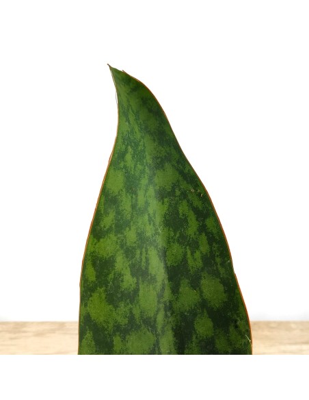 Sanseviera Masoniana (maceta 10,5 cm Ø)