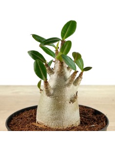 Baobab (maceta 12 cm Ø)