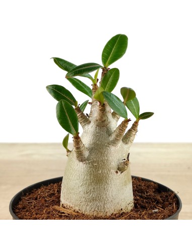 Baobab (test 12 cm Ø)
