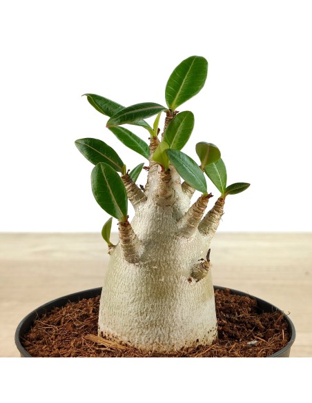 Baobab (vaso 12 cm Ø)