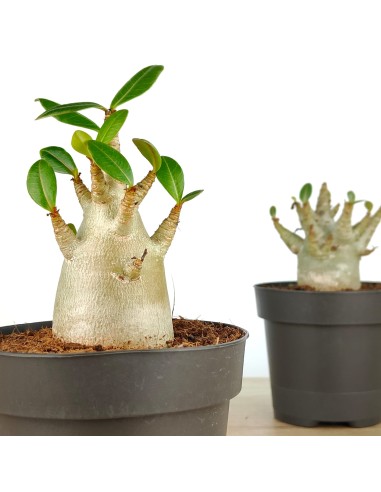 Baobab (maceta 12 cm Ø)