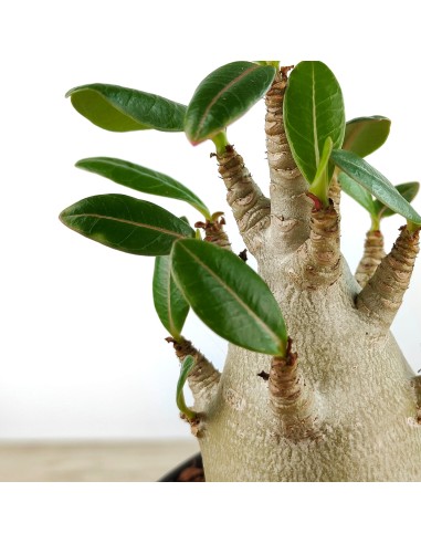 Baobab (vaso 12 cm Ø)