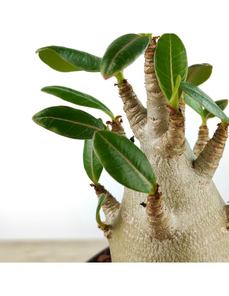 Baobab (maceta 12 cm Ø)