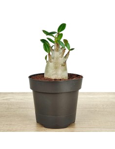 Baobab (vaso 12 cm Ø) 2