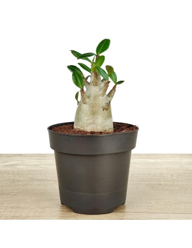 Baobab (test 12 cm Ø)