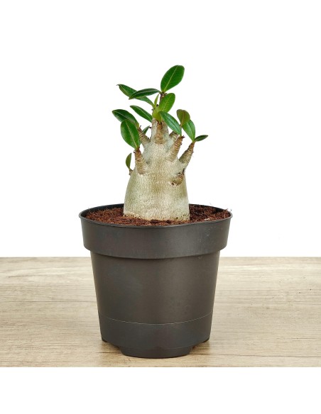 Baobab (pot 12 cm Ø)