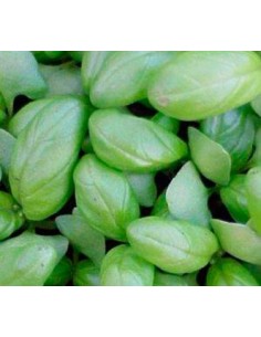 Alfábrega per a pesto 2