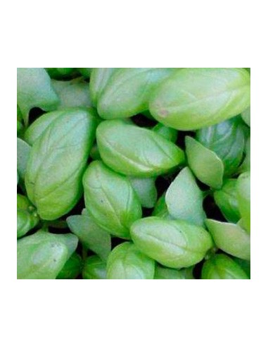 Albahaca para pesto - Planta viva
