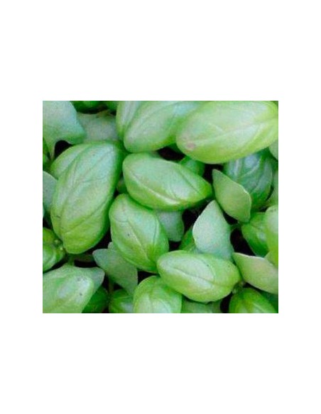 Albahaca para pesto - Planta viva