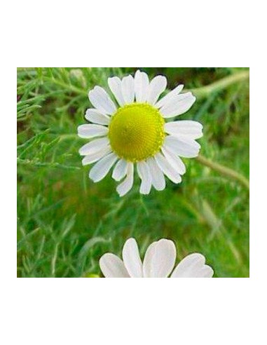 Achetez une plante de camomille vivante pour 2,20 € chez Germigarden