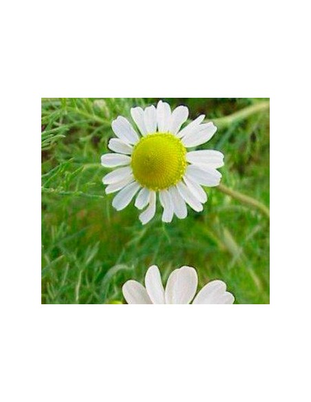 Comprar camamilla per 2,20€ a Germigarden