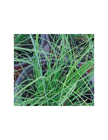 Comprar cebollino en planta desde 1,75€ en Germingarden