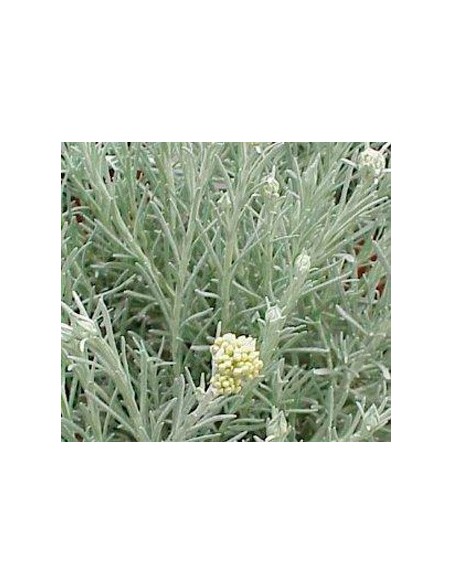 Curry o flor de Sant Joan