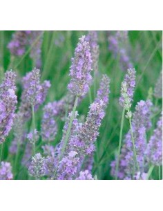 Comprar planta de lavanda desde 1,75€ en Germigarden 2