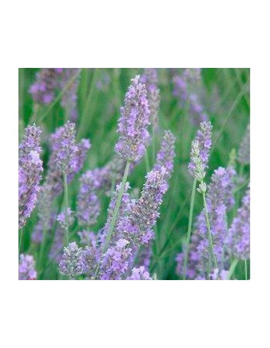 Comprar planta de lavanda desde 1,75€ en Germigarden