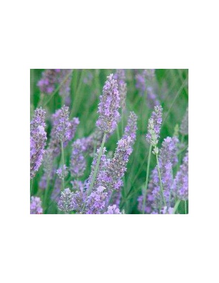 Comprar planta de lavanda desde 1,75€ en Germigarden
