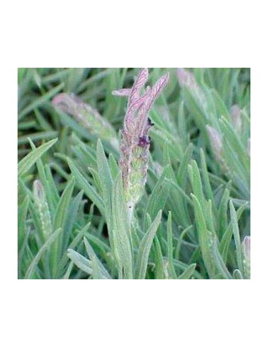 Planta de lavanda dentada