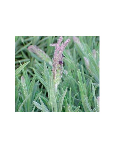 Lavanda dentada
