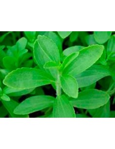 Compre estévia em Germigarden 2
