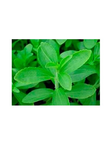 Comprar estevia planta viva por 2,40€ en Germigarden