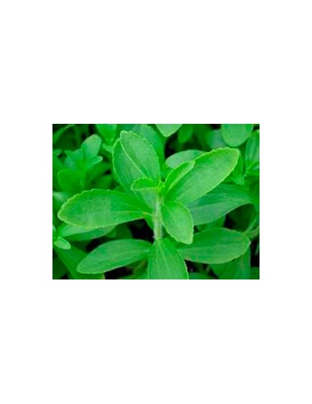 Comprar estevia planta viva por 2,40€ en Germigarden