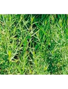 Compre Estragão em Germigarden 2