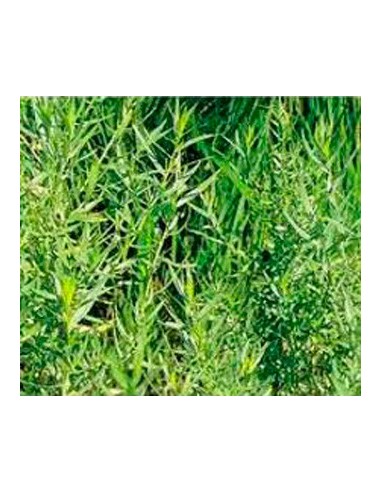 Comprar estrgon por 2,35€ en Germigarden