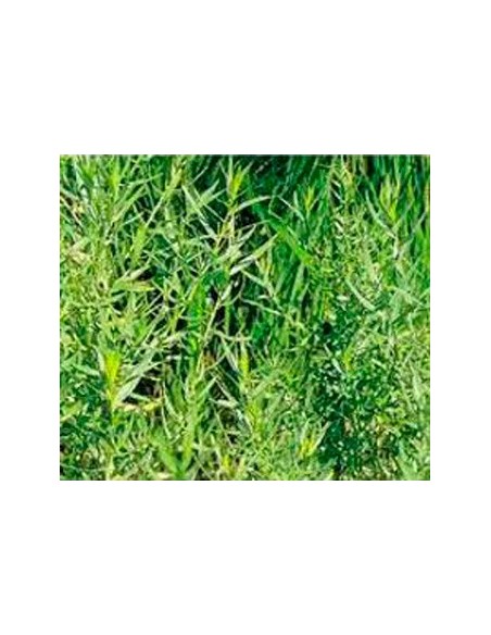 Achetez Estrogon pour 2,35 € chez Germigarden