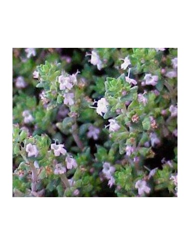 Compre tomilho em Germigarden