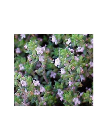 Achetez du thym à partir de 1,75€ chez Germigarden