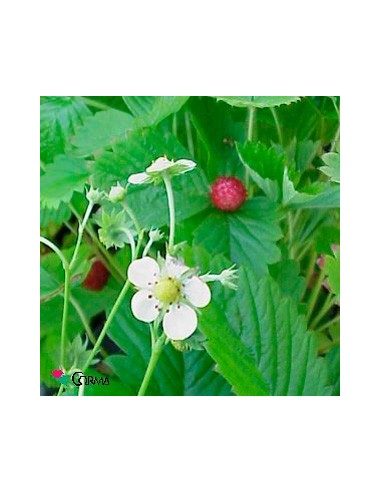Planta de Morango-silvestre por € 1,95 em Germigarden