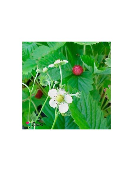 Planta de Morango-silvestre por € 1,95 em Germigarden
